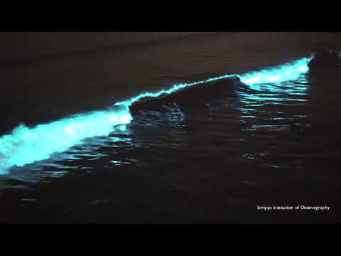 Red Tide Bioluminescence Scripps Pier April 24, 2020