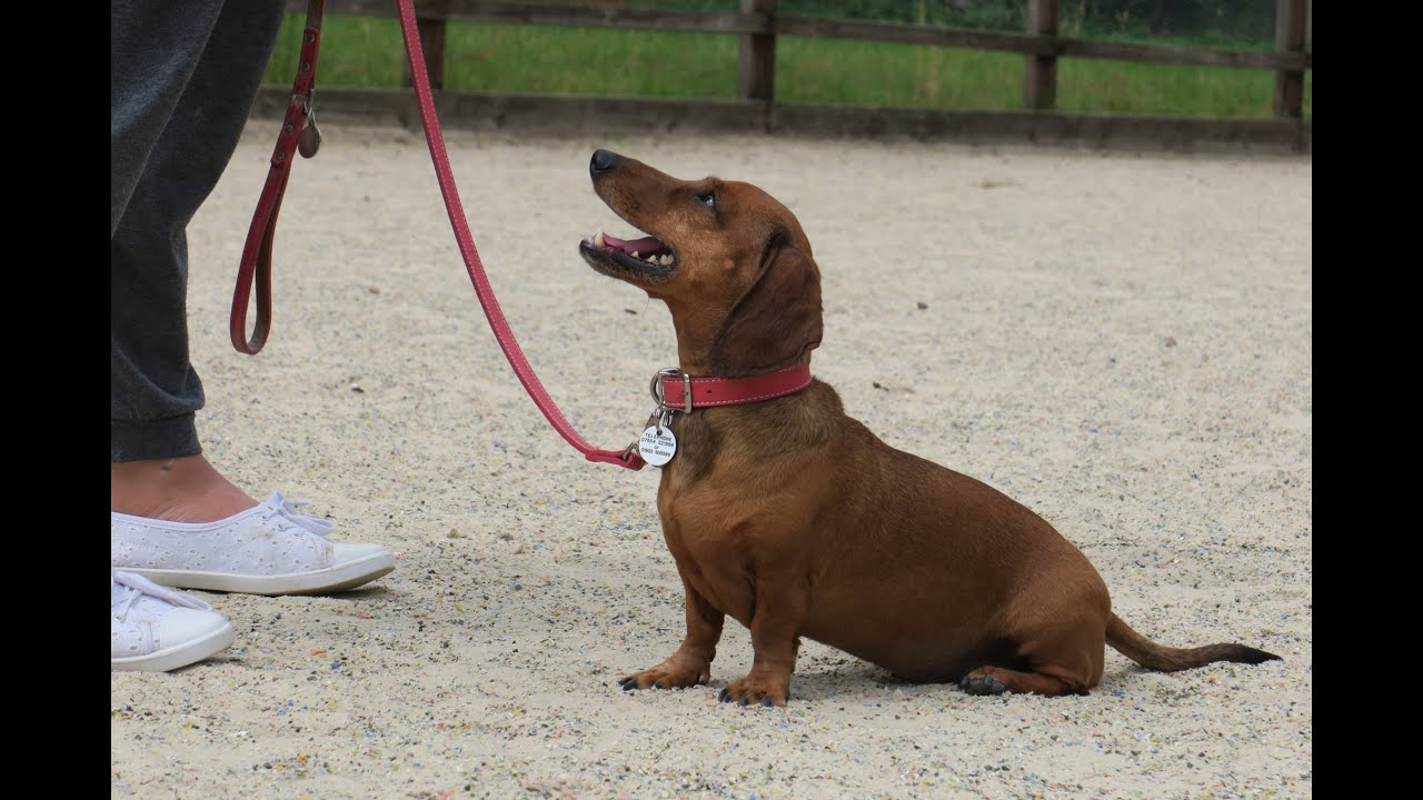 miniature dachshund puppy collar