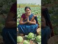 #agriculture #godisgood #farming #tsfarmers #@@ క్యాబేజీ అగ్రికల్చర్......
