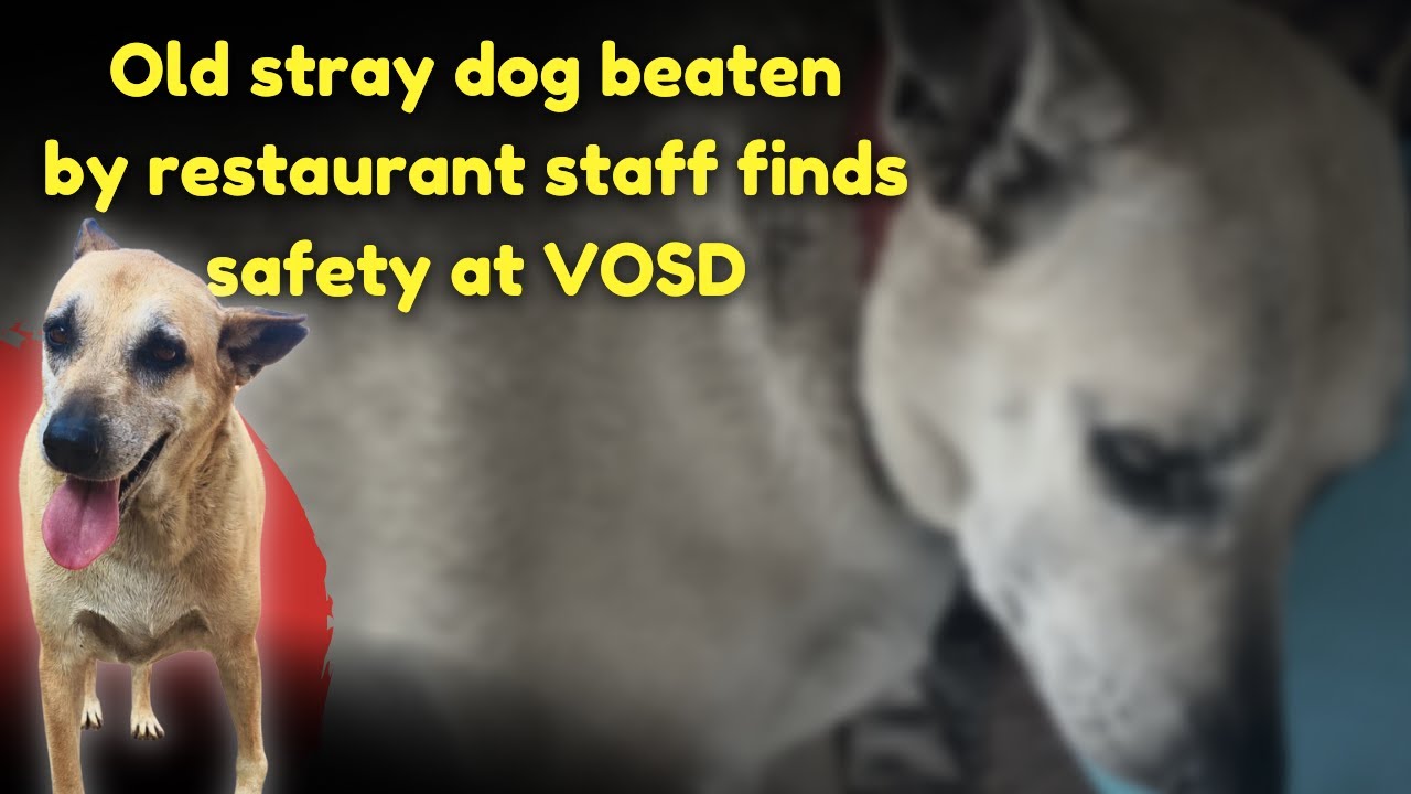 Old stray dog beaten by restaurant staff finds safety at VOSD - YouTube