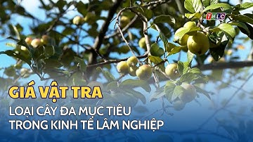Cây sơn tra – loại cây đa mục tiêu trong kinh tế lâm nghiệp ở xã vùng cao Lao Chải  | THLC