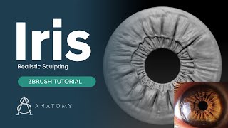 How To Sculpt A Realistic Human Iris ZBrush HD Geometry (Timelapse)