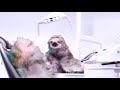 理不尽な歯医者【The unreasonable dentist】#SLOTH