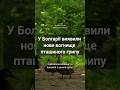 🇧🇬У Болгарії виявили нове вогнище пташиного грипу #trueworkinfo #болгарія