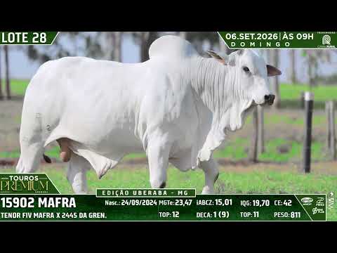 LOTE 28