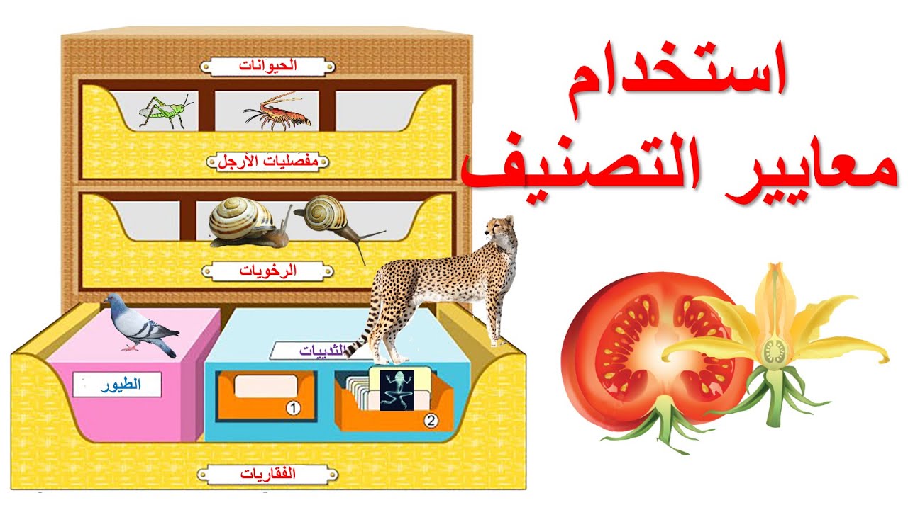 معايير التصنيف العلوم الطبيعية السنة الثانية متوسط | الدرس 2