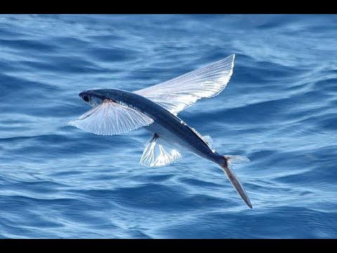 Résultat de recherche d'images pour "poissons volant"