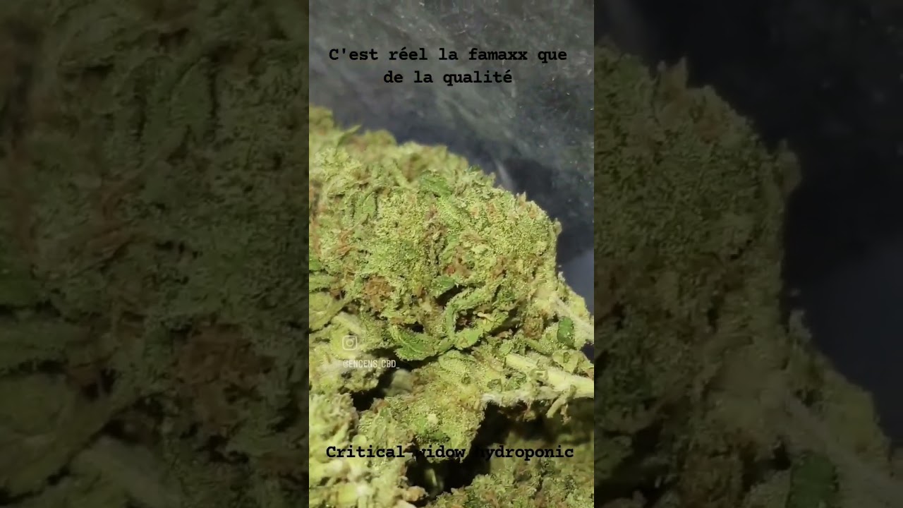 critical widow