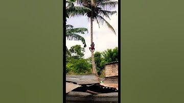 Thumbnail of Top to bottom #travel #haiti #song #music #tree #climber #weather #coconut #caribbean #island