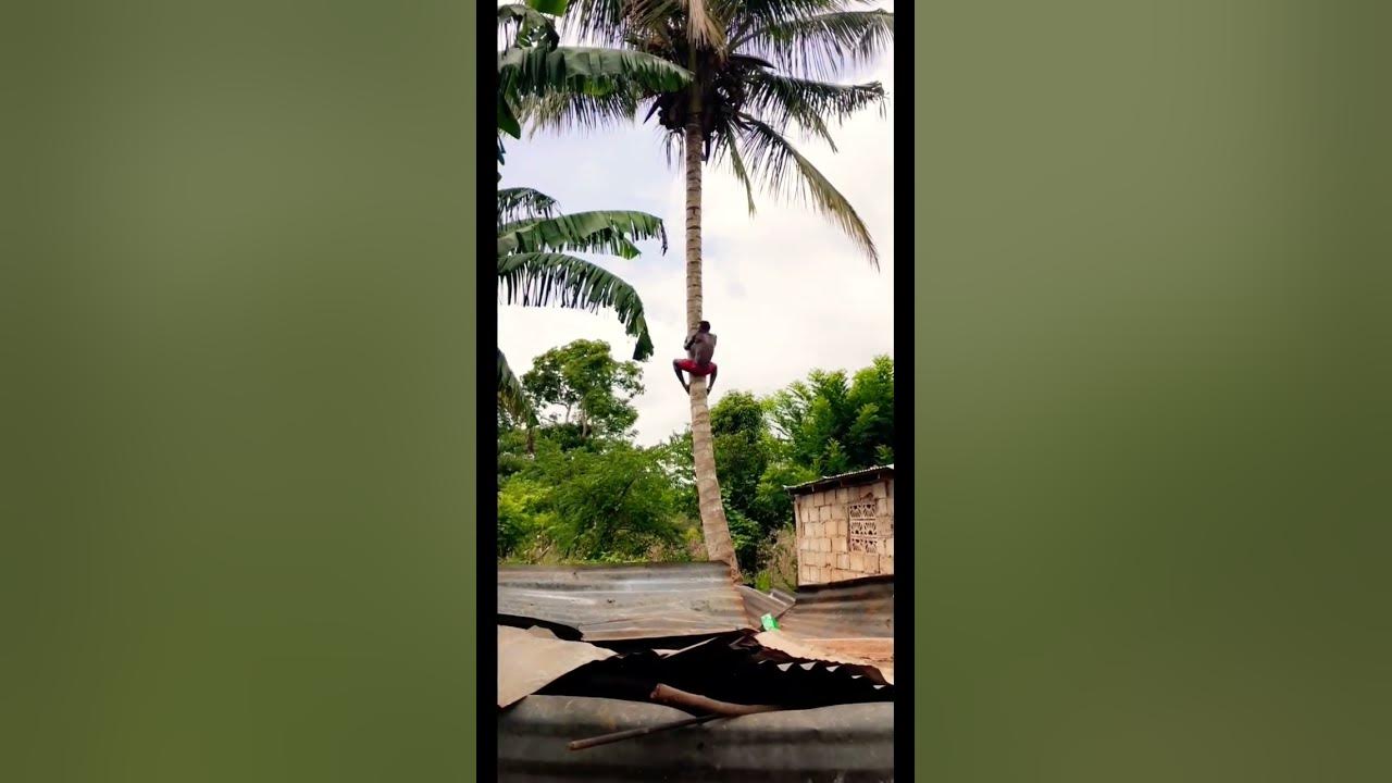 Top to bottom #travel #haiti #song #music #tree #climber #weather #coconut #caribbean #island