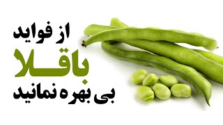 از فواید باقلا بی بهره نمانید