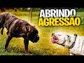 Dogo Argentino vs Presa Canario - Abrindo agressão の動画、YouTube動画。