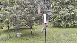 I am trying to design a squirrel baffle that is both entertaining and
inexpensive. my latest venture piece of 3" diameter pvc pipe found in
the garage...