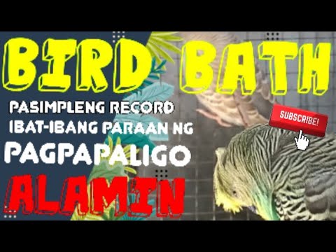 Video: Paano Maligo Ang Mga Parrot