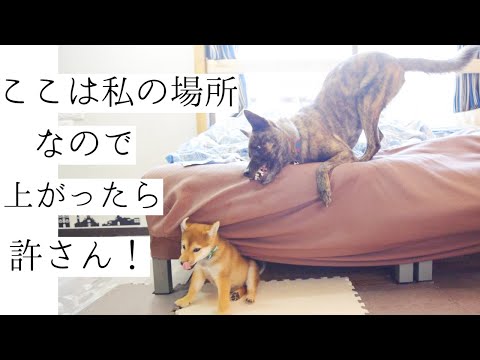ソファの上は甲斐犬ハルヱの聖域!ここに上がる事は許さん!!と守っていたのですが、ある人物によってその聖域は破られました【甲斐犬・柴犬】