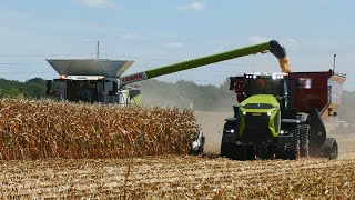 CORN HARVEST 2025 - CLAAS LEXION 8500 with 16 Row Corn Header - Claas Xerion 12.650