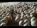 Egg Giving Bird - Duck Born Technology in Cambodia