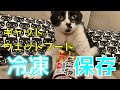 猫 餌　キャットフード冷凍保存術＆水分補給対策（ウェット・パウチ）【猫のご飯】