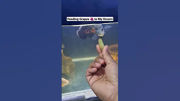 Feeding grapes to my Oscar fish #shorts #viral #oscarfish #feedingfish #fishtank #fish #machli