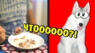 КОРОЧЕ ГОВОРЯ - СОБАЧИЙ КОРМ КОТОРЫЙ МОЖНО ЛЮДЯМ?! ЧЕЛЛЕНДЖ - ДЕГУСТАЦИЯ! СОБАКИ НЕ ВРУТ КОРОЧЕ ГОВОРЯ - СОБАЧИЙ КОРМ КОТОРЫЙ МОЖНО ЛЮДЯМ?! ЧЕЛЛЕНДЖ - ДЕГУСТАЦИЯ! СОБАКИ НЕ ВРУТ