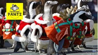 Penguins in Santa Claus attire