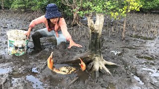 Lucky - I Found Giant Mud Crabs in Muddy afterSea Water Low Tide