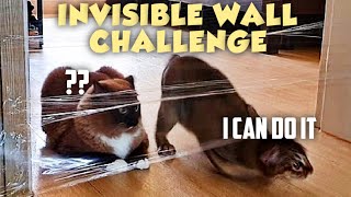 Cats vs Invisible Wall Compilation - Dogs reaction to Invisible wall Prank