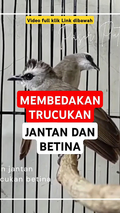 perbedaan trucukan jantan dan betina #membedakantrucukan #trucukangacor #memilihtrucukan #trucuk
