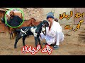 This new goat farmer purchased goats from ustaad farhan  review of ustadd farhan goats bread