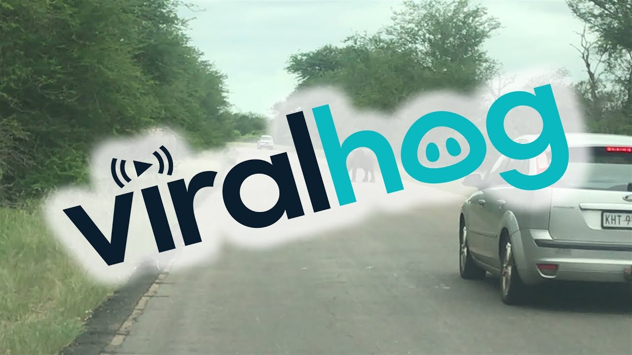 Baby Elephant Forces Car to Back Away || ViralHog