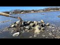 Long island sound clamming (catch and cook) (142 hard clams)