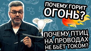 Почему птиц на проводах не бьёт током? / Проверено наукой