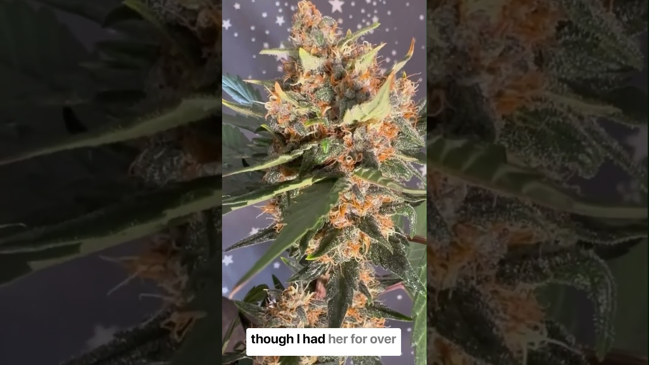 Harvest Time - Grow on the Go - Episode 8 - Fast Buds 