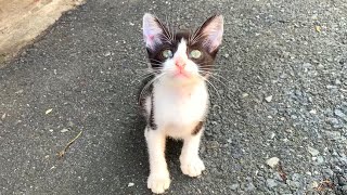 Little kittens play very cute games, it will be good for your heart screenshot 5