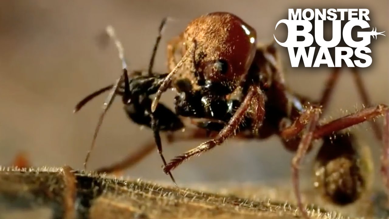 Leafcutter Ant Soldier vs Speckled House Spider | MONSTER BUG WARS