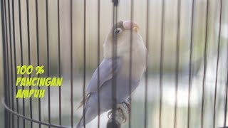 lovebird chirping and singing