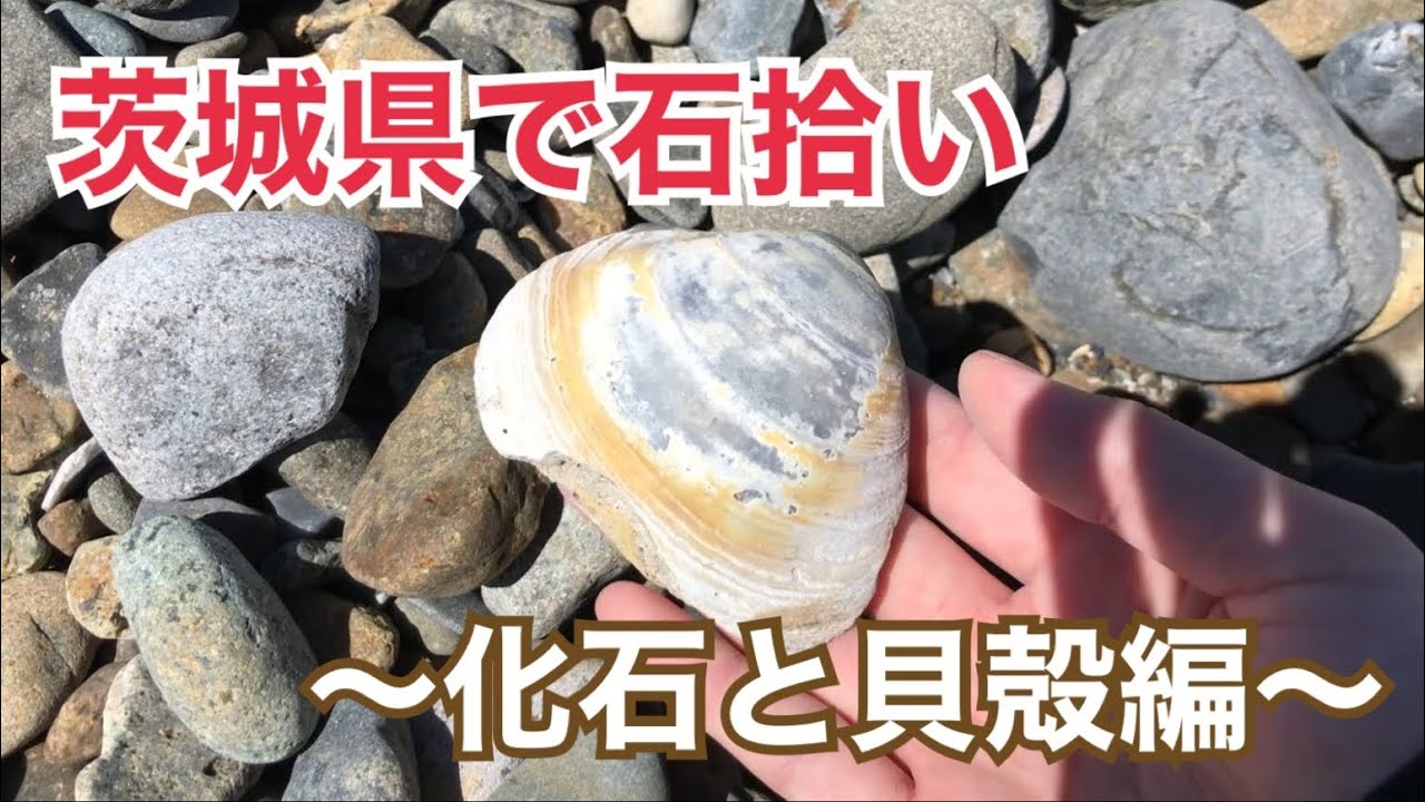 茨城県で石拾い～化石と貝殻編～ - YouTube