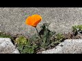 David Gans 2/3/26 live from Oakland