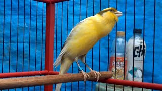 It's Impossible If Your Canary Doesn't Sounds!! Belgian Canary Singing