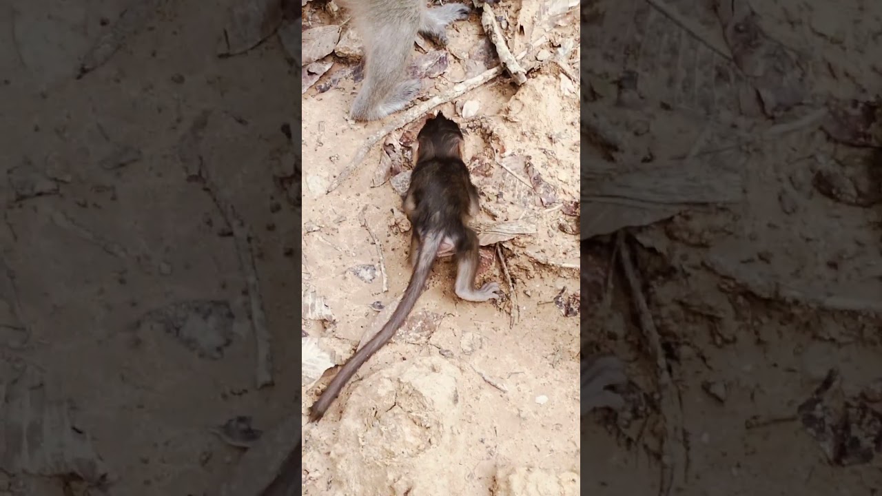 red ants on tiny baby monkey 🐒🐵 