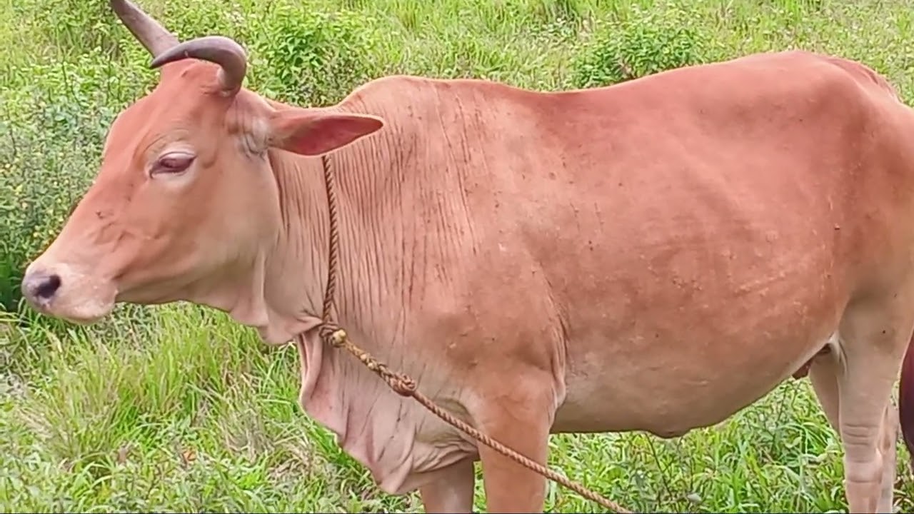 malapit na manganak ang baka