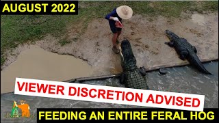 Feeding An Entire Feral Hog To The Alligators Alligator Alley Summerdale Alabama