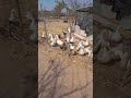For the love of duck in 🇿🇼 #cityrootsharvest #garden