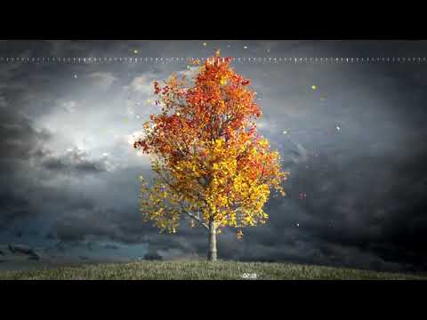 Piano Music & Nature Video: Autumn Maple Tree Overcast Sky