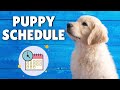 Puppy Schedule - Daily