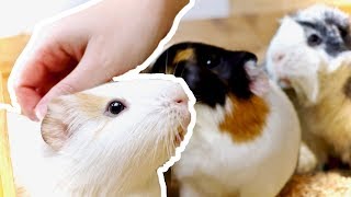 8 Guinea Pig Taming Tips | How to Bond with Your Guinea Pig