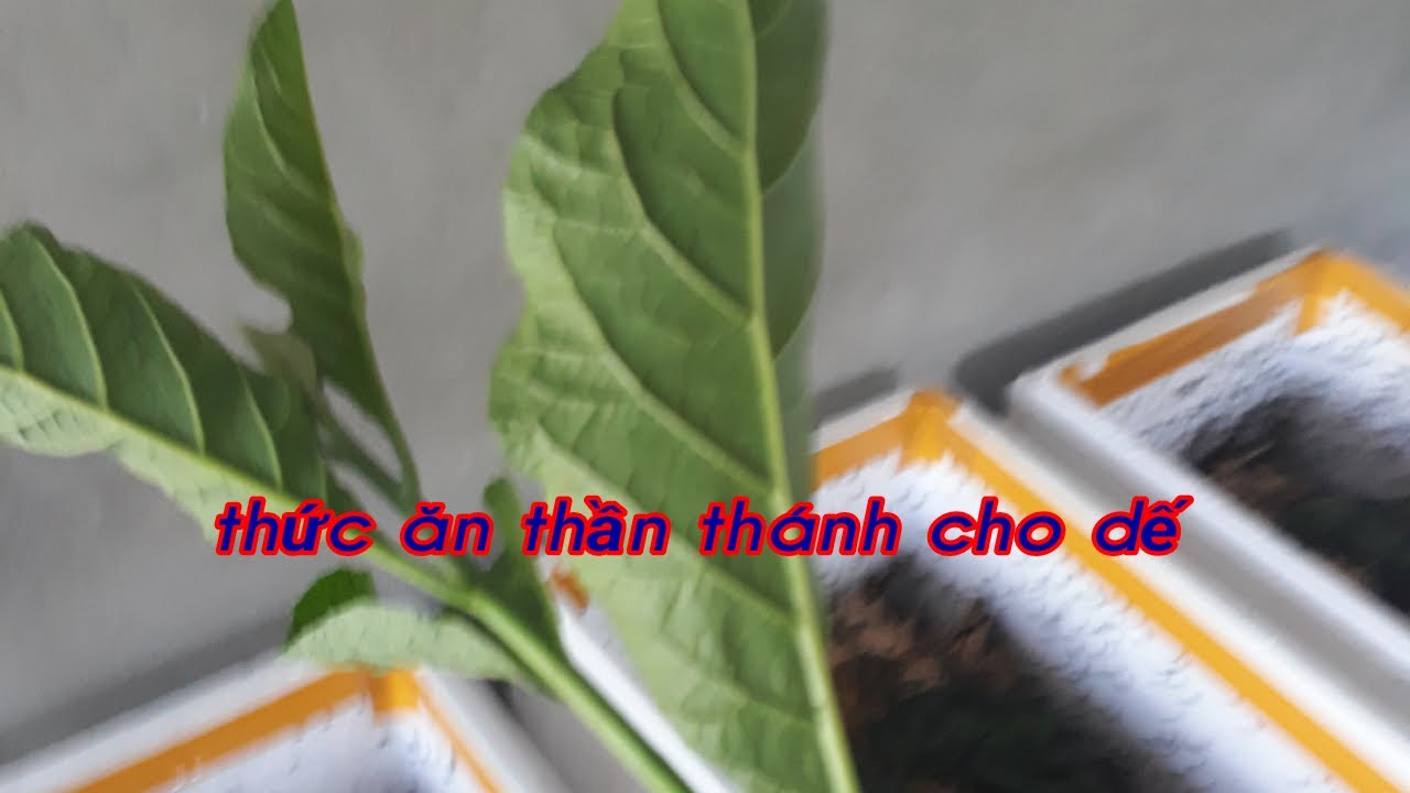 Trại dế thanh bình! 0977225690# dế ăn gì mau lớn, #các loại rau cho dế ăn, #cách nuôi dế ít chi phí.