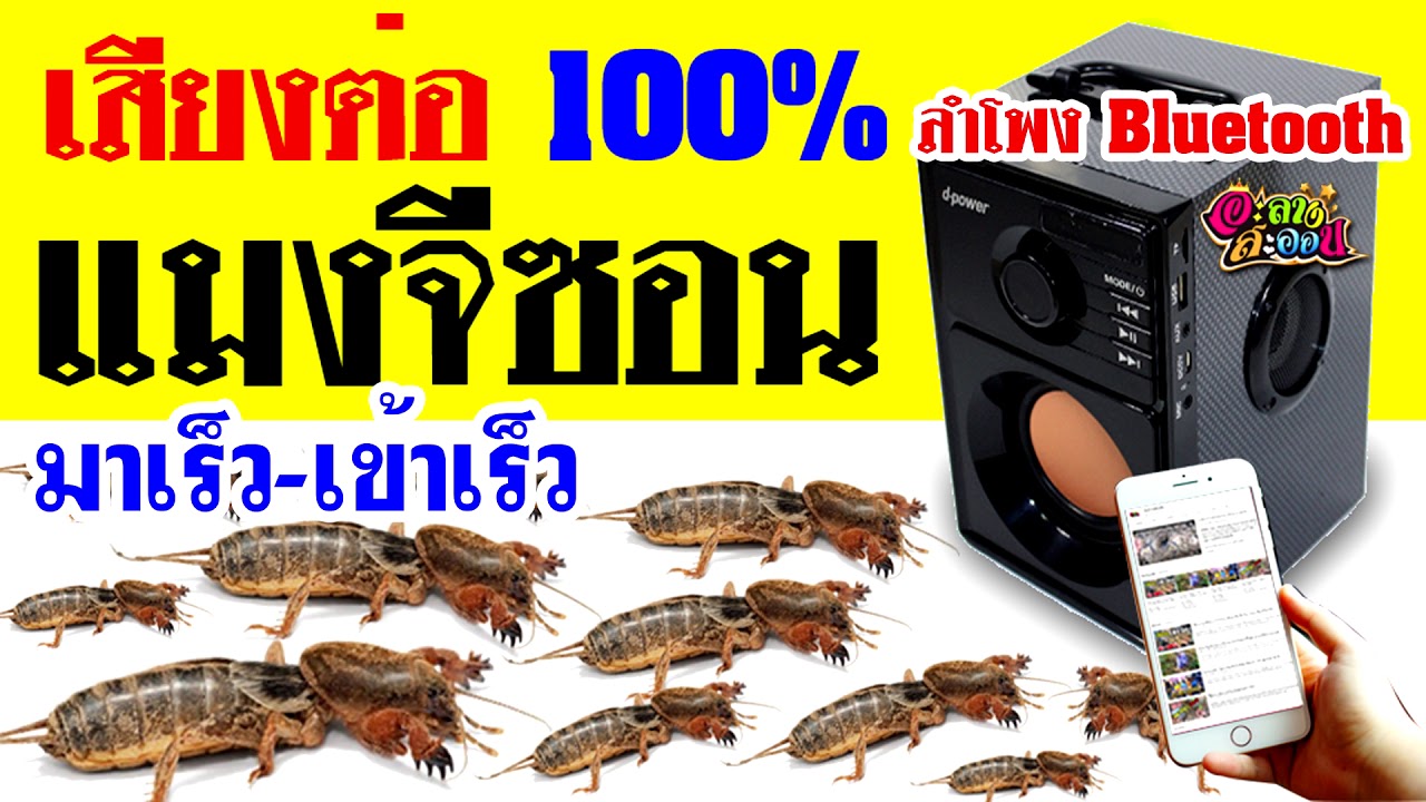 เสียงล่อแมงจีซอน มาเร็ว-เข้าดี ชัด 100% แชร์แบ่ง ๆ กันไปใช้ฟรีครับ