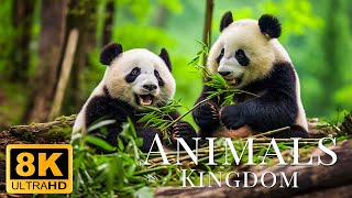 African Animals 8K ULTRA HD  African Wild Animals Relaxing Movies With Soft Music