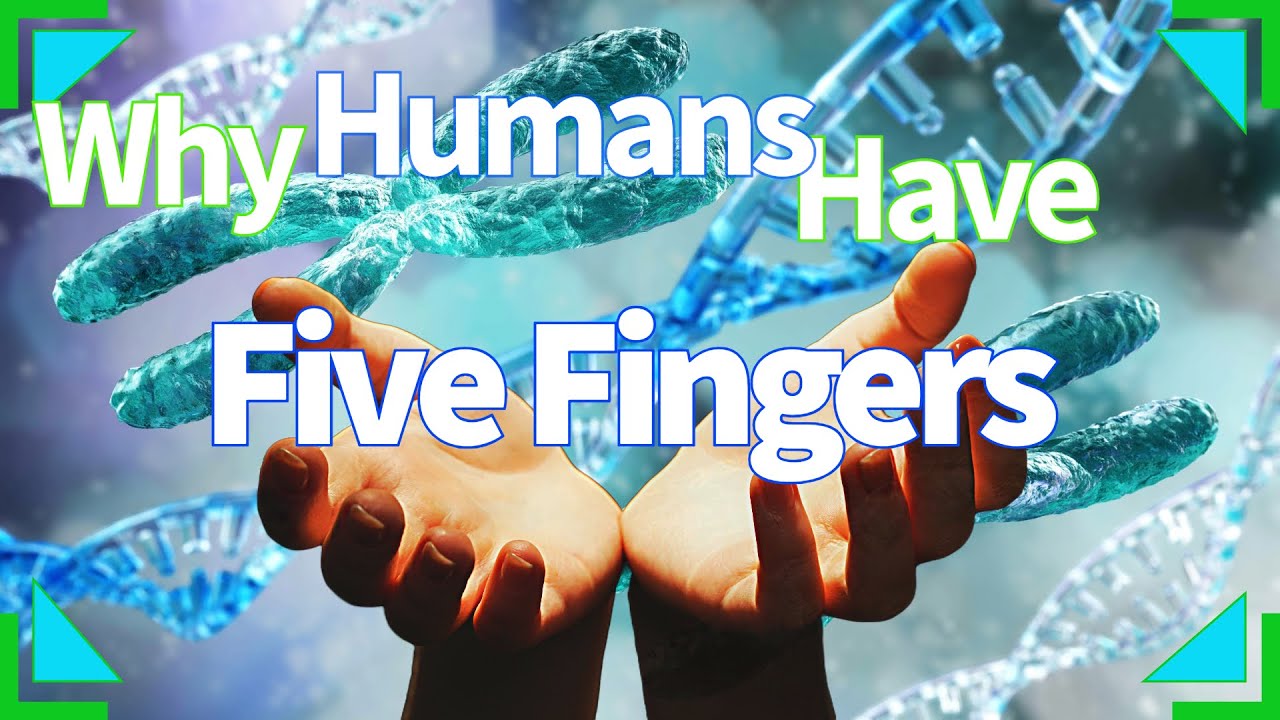 Why Do Humans Have Five Fingers? - YouTube